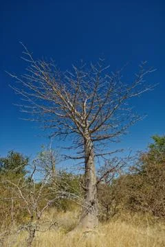 Small Baobab tree Stock-Fotos