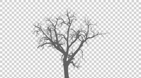 Small bare winter tree silhouette isolated on transparent cutout Stock Illustration
