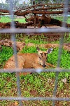Small Barking Deer and Mouse Deer at Koh Khsach Meas, Cambodia Photos