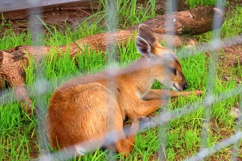 Small Barking Deer and Mouse Deer at Koh Khsach Meas, Cambodia Photos
