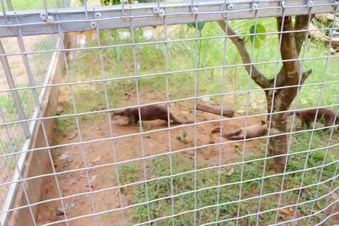 Small Barking Deer and Mouse Deer at Koh Khsach Meas, Cambodia Photos
