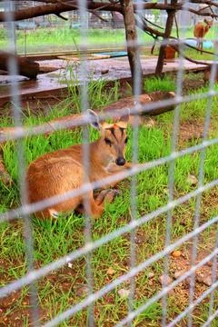 Small Barking Deer and Mouse Deer at Koh Khsach Meas, Cambodia Photos