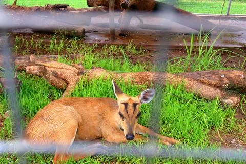 Small Barking Deer and Mouse Deer at Koh Khsach Meas, Cambodia Photos