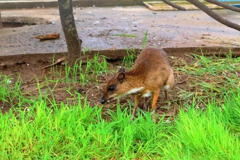 Small Barking Deer and Mouse Deer at Koh Khsach Meas, Cambodia Photos