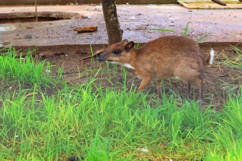 Small Barking Deer and Mouse Deer at Koh Khsach Meas, Cambodia Photos