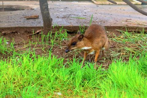 Small Barking Deer and Mouse Deer at Koh Khsach Meas, Cambodia Photos