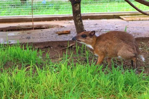 Small Barking Deer and Mouse Deer at Koh Khsach Meas, Cambodia Photos