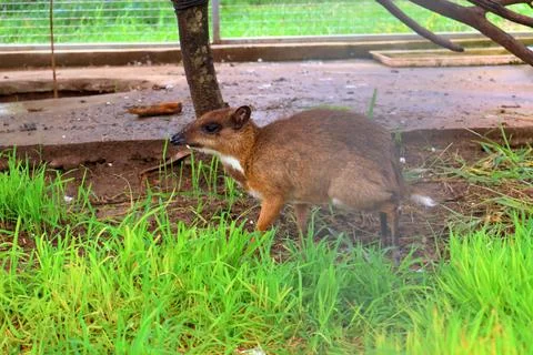 Small Barking Deer and Mouse Deer at Koh Khsach Meas, Cambodia Photos