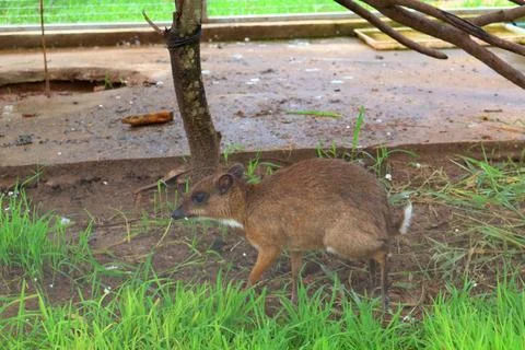 Small Barking Deer and Mouse Deer at Koh Khsach Meas, Cambodia Photos