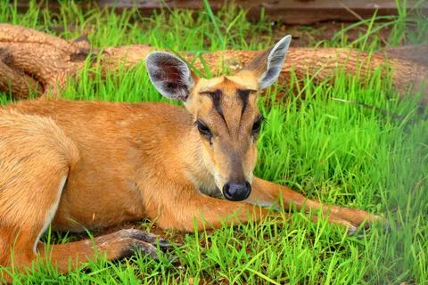 Small Barking Deer and Mouse Deer at Koh Khsach Meas, Cambodia Photos