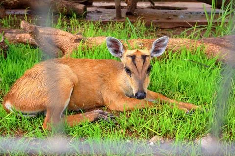 Small Barking Deer and Mouse Deer at Koh Khsach Meas, Cambodia Photos