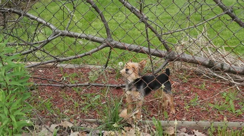 Small barking dog Video stock 5850981