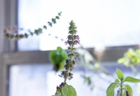 Small basil blooms 写真素材