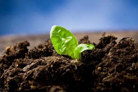 Small basil plant Stock Photos