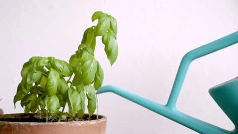 Small basil plant is watered. Stock Footage 200745379