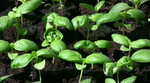 Small basil plants 動画素材 398447