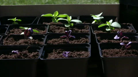 Small basil plants Video stock 521875