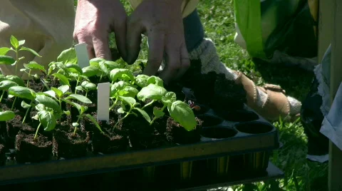 Small basil plants 스톡 동영상 545047