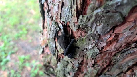 A small bat clings to the textured bark of a tree trunk, showcasing wildlif.. Stock Footage 314984861