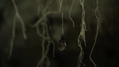 Small Bat hanging froma tree root Stock Footage 148282896