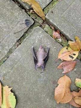Small bat lies motionless on paved ground Stock Photos