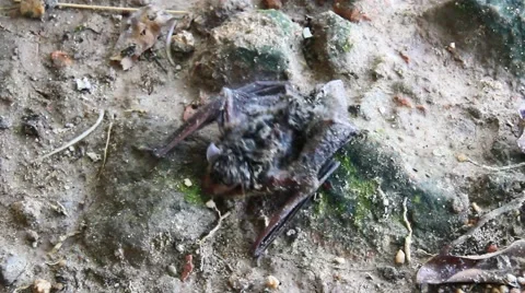 Small bats on land Stock Footage 64761661