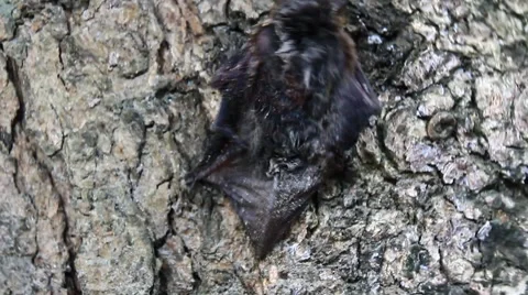 Small bats in the trees Stock Footage 64760703