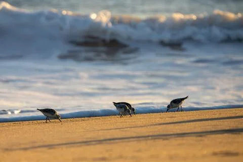 Small beach birds. Stock Photos