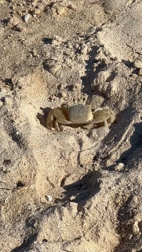 Small beach crab burying itself in sand Stock-Footage 338367384
