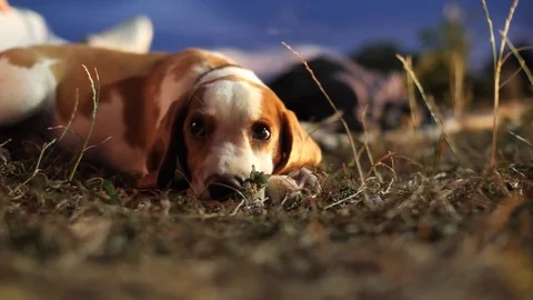 Small beagle dog lie in grass. Stock Footage 80678743