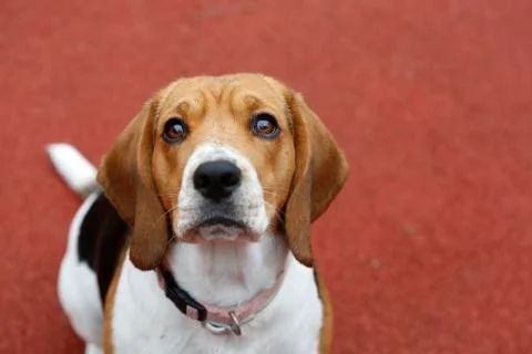 Small Beagle dog on red background looking up Stock Photos