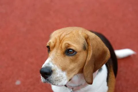 Small Beagle dog on red background look in left side Fotos de archivo