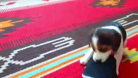 A small beagle puppy struggles with a slipper. A puppy playing with a slipper Video stock 313165186