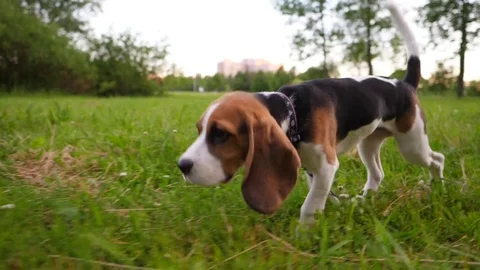 Small beagle run through grass on easy leash, slow motion tracking shot Stock Footage 77429017