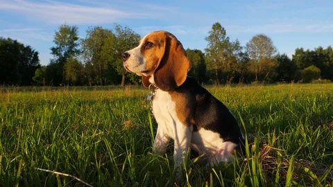 Small Beagle sit on grass, turn head, portrait in evening sunlight, slowmo Stock Footage 77428982