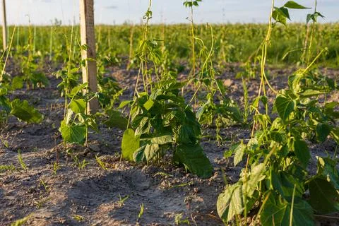 Small bean plants thrive in nutrient-rich soil, stretching toward sunlight .. Foto stock