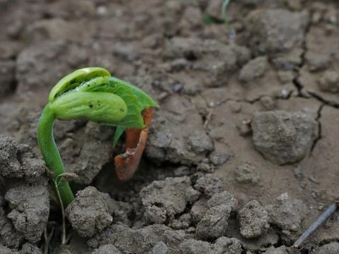 A small bean sprout growing from a bean seed Stock Photos