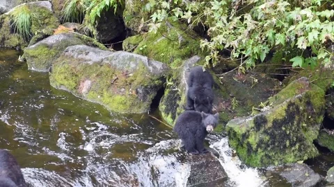 A small bear cub gets washed downstream after trying to follow his mother into a Stock Footage 97798888