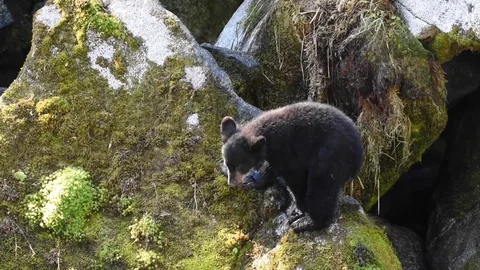 A small bear cub getting some sunshine on a rock while he waits for his mother t Stock Footage 97802951