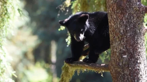 A small bear cub in a tree looking for his mother below Stock Footage 97803108