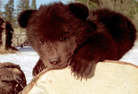 Small bear. Stock Photos