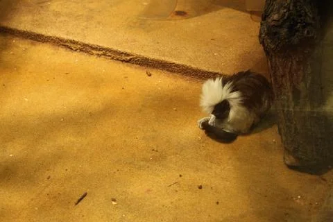 A small bearded monkey of the Tamarin breed sits on the ground. Monkey animal Stock Photos