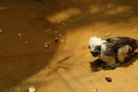 A small bearded monkey of the Tamarin breed sits on the ground. Monkey in t.. Stock Photos