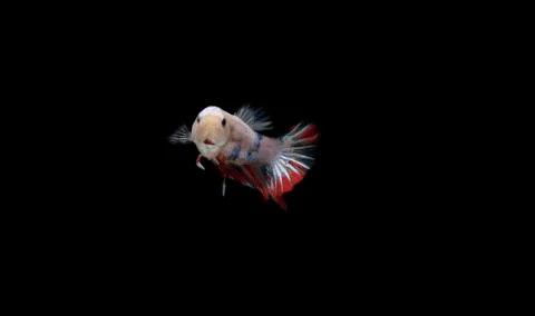 Small Beautiful Candy Betta fish, at Black background Stock Photos