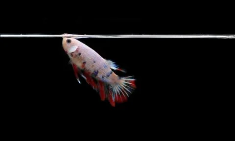 Small Beautiful Candy Betta fish, at Black background Stock Photos