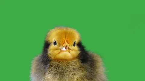 Small beautiful chick on a green screen Stock Footage 274479057