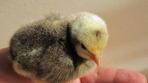 A small, beautiful chicken Stock Photos