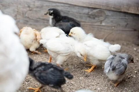 Small beautiful chicks Stock Photos