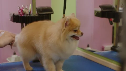 A small beautiful cute Spitz is combed in a grooming salon. Dog grooming Stock Footage 170560532
