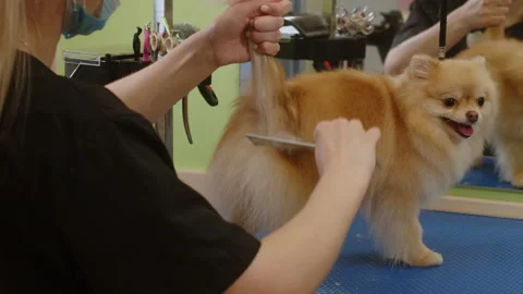 A small beautiful cute Spitz is combed in a grooming salon. Dog grooming Stock Footage 171461045